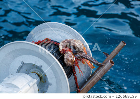A moray eel landed as a bycatch. Spiny lobster fishing with gill nets. Hirizohama Nakagi Minamiizu Town Izu Peninsula Shizuoka Prefecture 2024 126669159