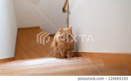 Cat climbing the stairs Brown tabby cat Cat climbing the stairs Brown tabby cat 126669189