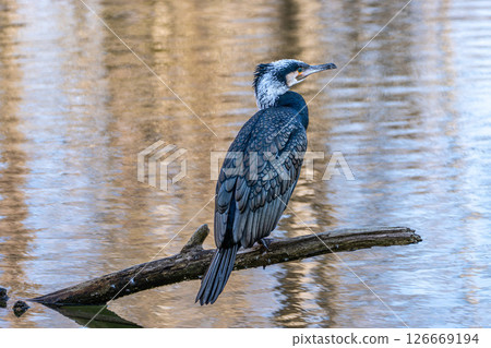 The great cormorant, Phalacrocorax carbo sitting on a branch The great cormorant, Phalacrocorax carbo sitting on a branch 126669194