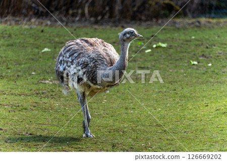 Darwin's rhea, Rhea pennata also known as the lesser rhea. 126669202
