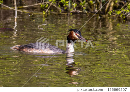Great Crested Grebe, Podiceps cristatus has caught a fish. Great Crested Grebe, Podiceps cristatus has caught a fish. 126669207