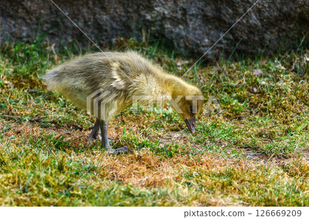 Beautiful yellow fluffy greylag goose baby gosling in spring, Anser anser 126669209