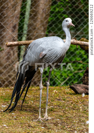The Blue Crane, Grus paradisea, is an endangered bird The Blue Crane, Grus paradisea, is an endangered bird 126669212