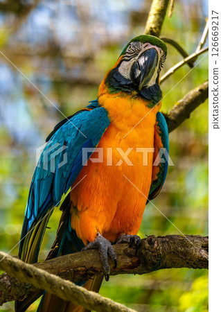 The Blue-and-yellow Macaw, Ara ararauna is a large South American parrot 126669217