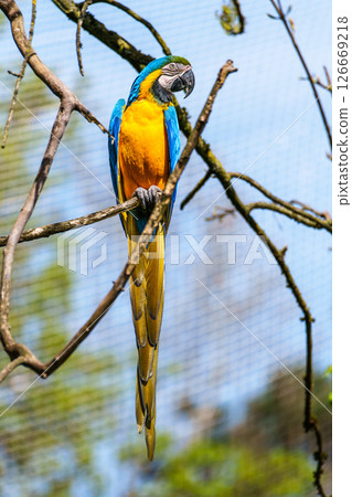 The Blue-and-yellow Macaw, Ara ararauna is a large South American parrot The Blue-and-yellow Macaw, Ara ararauna is a large South American parrot 126669218
