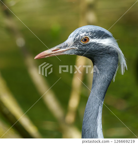 Demoiselle Crane, Anthropoides virgo are living in the bright green meadow during the day time 126669219