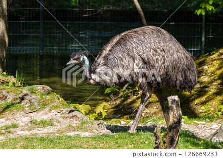 Emu, Dromaius novaehollandiae standing in grass in its habitat 126669231