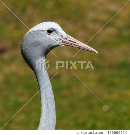 The Blue Crane, Grus paradisea, is an endangered bird The Blue Crane, Grus paradisea, is an endangered bird 126669234