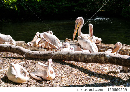 White Pelican, Pelecanus onocrotalus also known as the Eastern White Pelican White Pelican, Pelecanus onocrotalus also known as the Eastern White Pelican 126669239