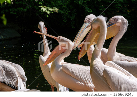 White Pelican, Pelecanus onocrotalus also known as the Eastern White Pelican 126669243
