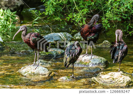 Glossy ibis, Plegadis falcinellus in a german nature park Glossy ibis, Plegadis falcinellus in a german nature park 126669247