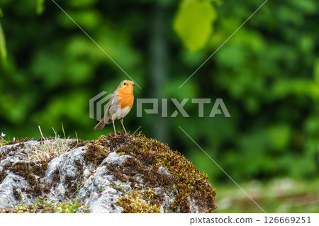 The European robin, Erithacus rubecula known simply as the robin is a small insectivorous passerine bird 126669251