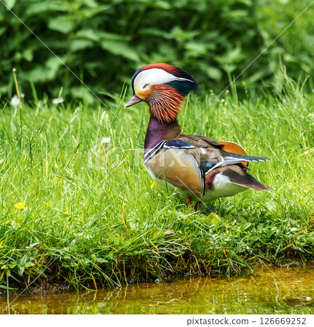 The mandarin duck, Aix galericulata at a lake in Munich, Germany The mandarin duck, Aix galericulata at a lake in Munich, Germany 126669252