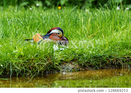 The mandarin duck, Aix galericulata at a lake in Munich, Germany 126669253