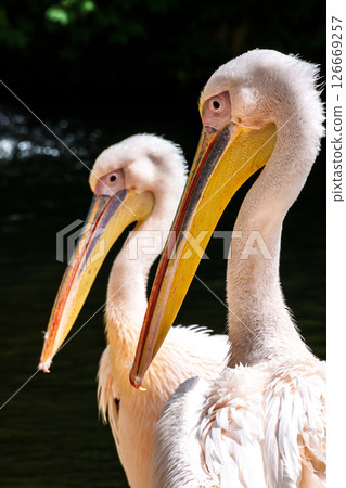 White Pelican, Pelecanus onocrotalus also known as the Eastern White Pelican 126669257