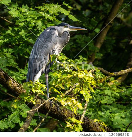Grey heron, Ardea cinerea, sitting on a branch in a tree and looking around 126669258
