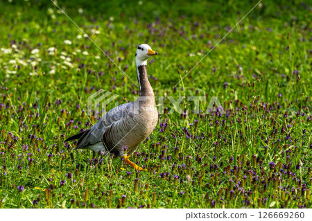 The bar-headed goose, Anser indicus seen in English Garden in Munich 126669260