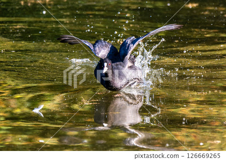 The Eurasian coot, Fulica atra swimming on the Kleinhesseloher Lake at Munich, Germany 126669265