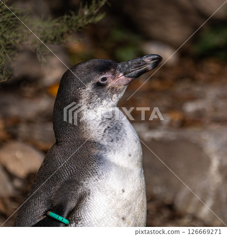 Humboldt Penguin, Spheniscus humboldti in a park Humboldt Penguin, Spheniscus humboldti in a park 126669271