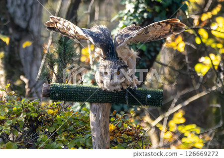 Siberian eagle owl, bubo bubo sibiricus. The biggest owl in the world 126669272