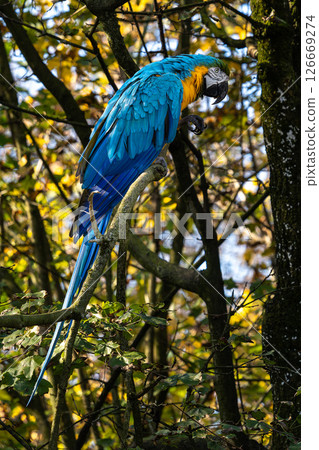 The Blue-and-yellow Macaw, Ara ararauna is a large South American parrot 126669274