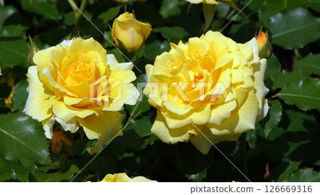 Blooming rose flowers 126669316