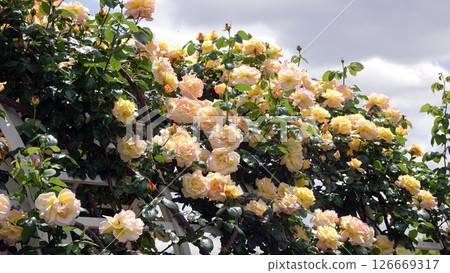 Blooming rose flowers Blooming rose flowers 126669317