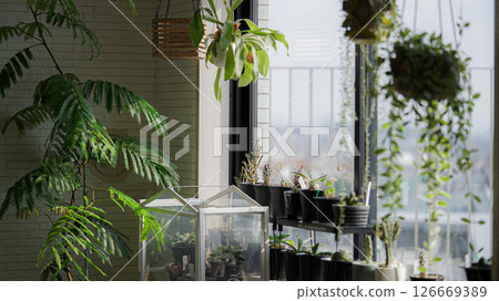 Thoughts on a Bay Window with Potted Plants 126669389