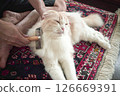 Cat getting brushed 01 126669391