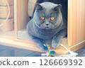 Looking at this cat 01 126669392
