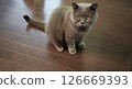 Looking at this cat 02 126669393