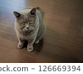 Looking at this cat 03 126669394