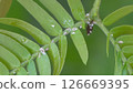 Scale insects on Everfresh 01 126669395