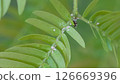Scale insects on Everfresh 02 126669396