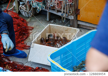 Fishermen remove spiny lobsters from the fishing nets of a spiny lobster gill net fishing operation. Hirizohama Nakagi Minamiizu Town Izu Peninsula Shizuoka Prefecture 2024 Fishermen remove spiny lobsters from the fishing nets of a spiny lobster gill net fishing operation. Hirizohama Nakagi Minamiizu Town Izu Peninsula Shizuoka Prefecture 2024 126669454