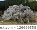 Usuzumi cherry blossoms in Neo, Motosu City, Gifu Prefecture 126669558