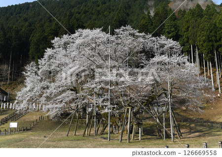 岐阜縣本棲市新町的薄墨櫻花 126669558