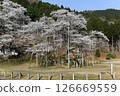 Usuzumi cherry blossoms in Neo, Motosu City, Gifu Prefecture 126669559