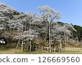 Usuzumi cherry blossoms in Neo, Motosu City, Gifu Prefecture 126669560