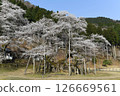Usuzumi cherry blossoms in Neo, Motosu City, Gifu Prefecture 126669561