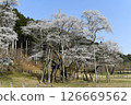 Usuzumi cherry blossoms in Neo, Motosu City, Gifu Prefecture 126669562