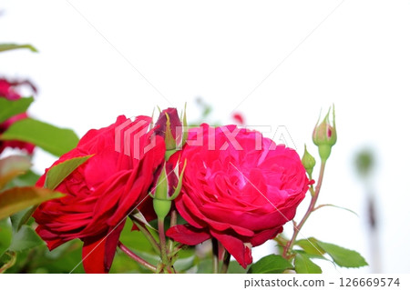 紅玫瑰花特寫 126669574