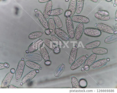 Mold spore germination Mold spore germination 126669886
