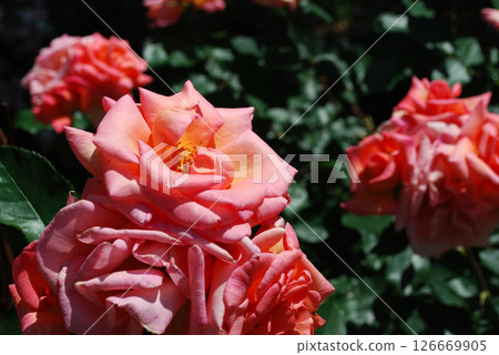 深橙玫瑰 126669905