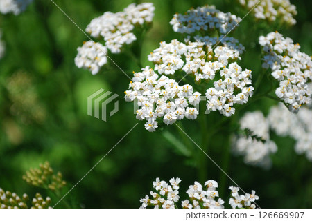 White flower herb in bloom 126669907
