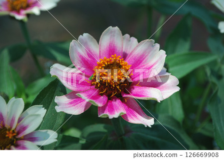 Gazania flowers 126669908