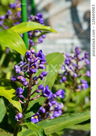 大型站立式蔓藤花紋 大型站立式蔓藤花紋 126669963
