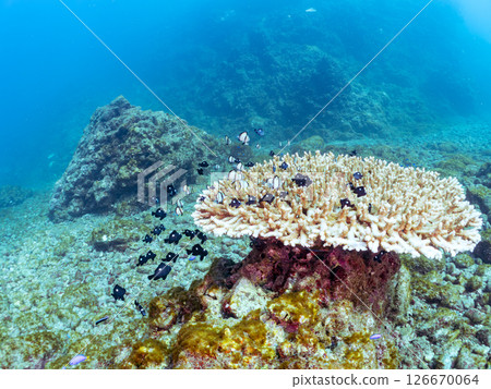A group of juvenile Pacific damselfish and other fish on the table coral Hirizohama Nakagi Minamiizu Town Izu Peninsula Shizuoka Prefecture 2024 A group of juvenile Pacific damselfish and other fish on the table coral Hirizohama Nakagi Minamiizu Town Izu Peninsula Shizuoka Prefecture 2024 126670064