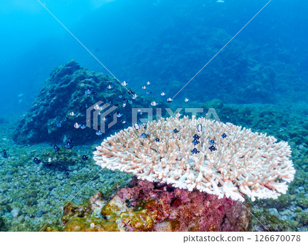 A group of juvenile Pacific damselfish and other fish on the table coral Hirizohama Nakagi Minamiizu Town Izu Peninsula Shizuoka Prefecture 2024 126670078