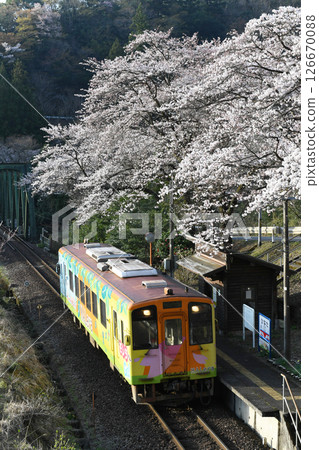 Tarumi Railway Cherry blossoms and train at Hinata Station 126670088